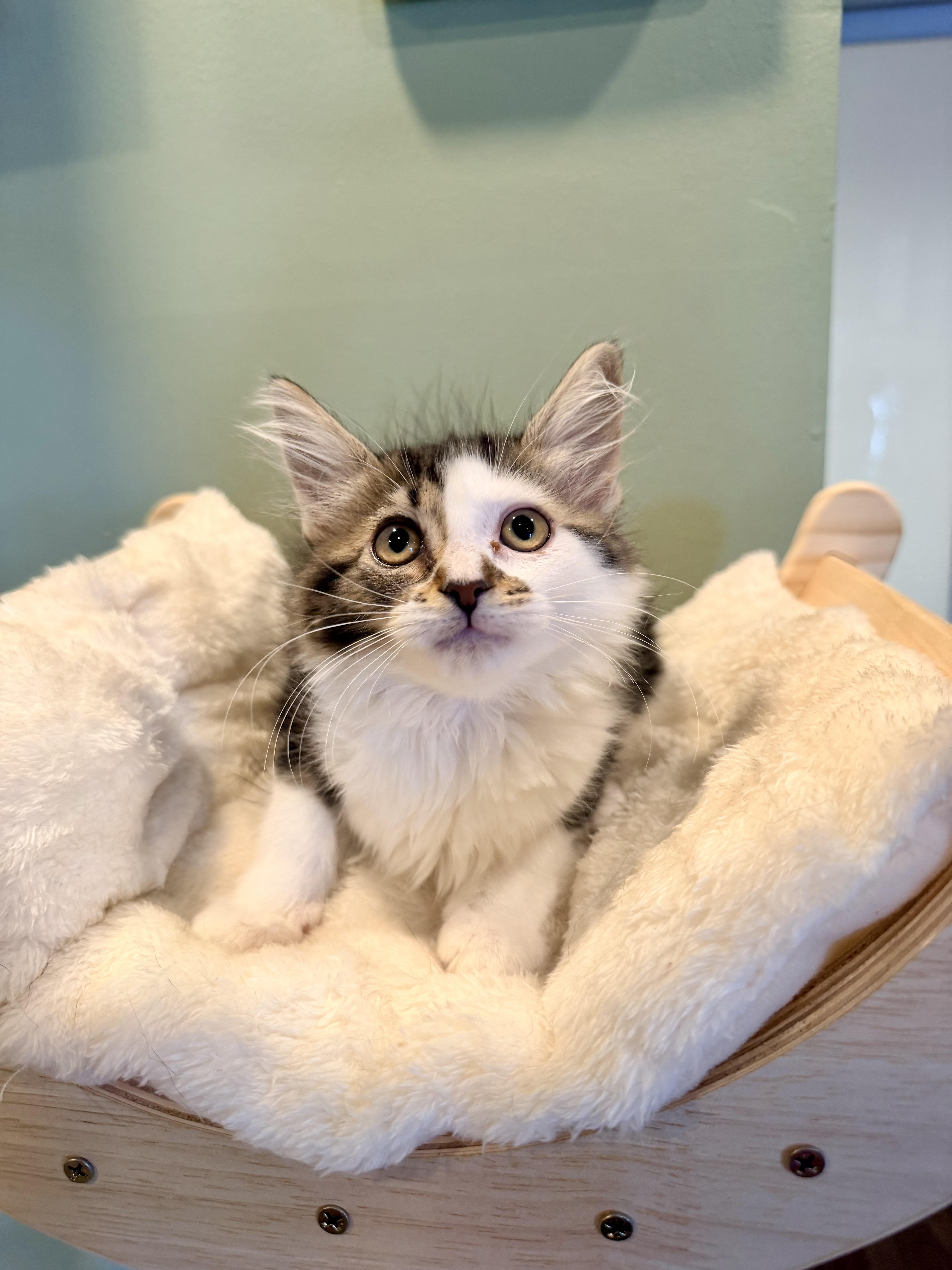A baby small-sized female Tabby (Brown / Chocolate) Domestic Long Hair cat named Millie And Wally for adoption in Bellmawr, NJ