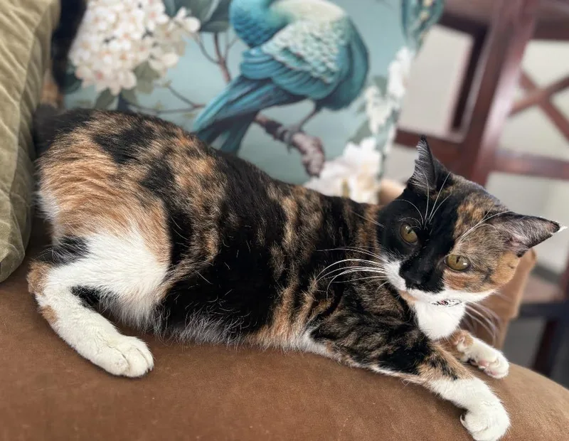 A young medium-sized female Domestic Short Hair cat named Casey for adoption in Zimmerman, MN