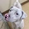 An adult medium-sized male White / Cream Pit Bull Terrier dog named Nimbus for adoption in St. Augustine, FL