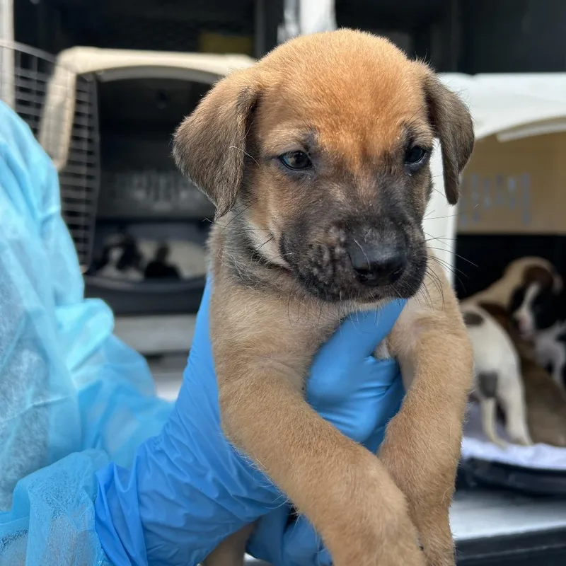 A baby small-sized male Brown / Chocolate Mixed Breed dog named Orzo for adoption in Galveston, TX