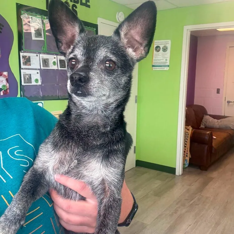 A senior small-sized male Black Chihuahua dog named Biggie for adoption in Emporia, KS