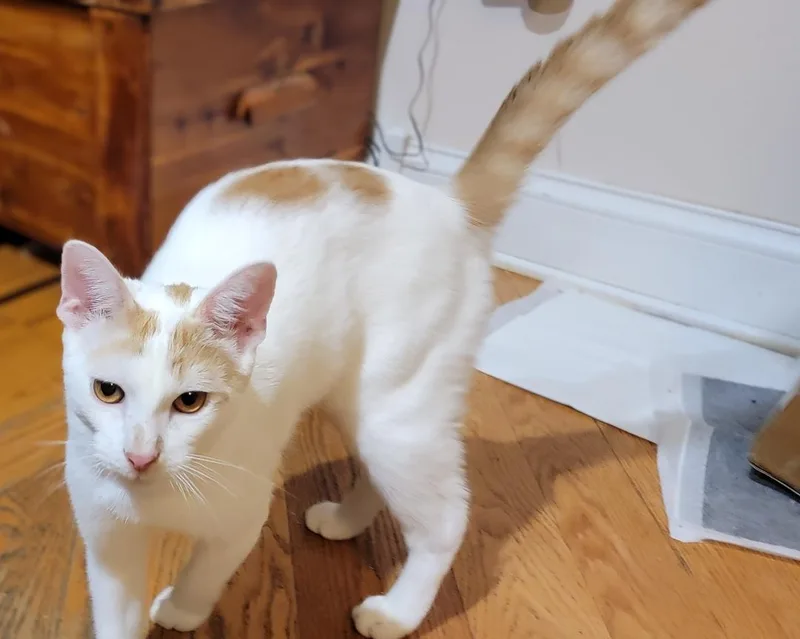 Jolly Rancher thumbnail 2