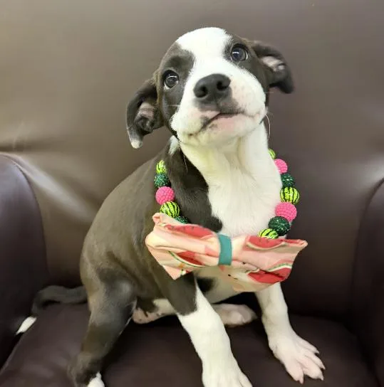 A baby medium-sized female Tricolor (Brown, Black, & White) Pit Bull Terrier dog named Ginny for adoption in Naperville, IL