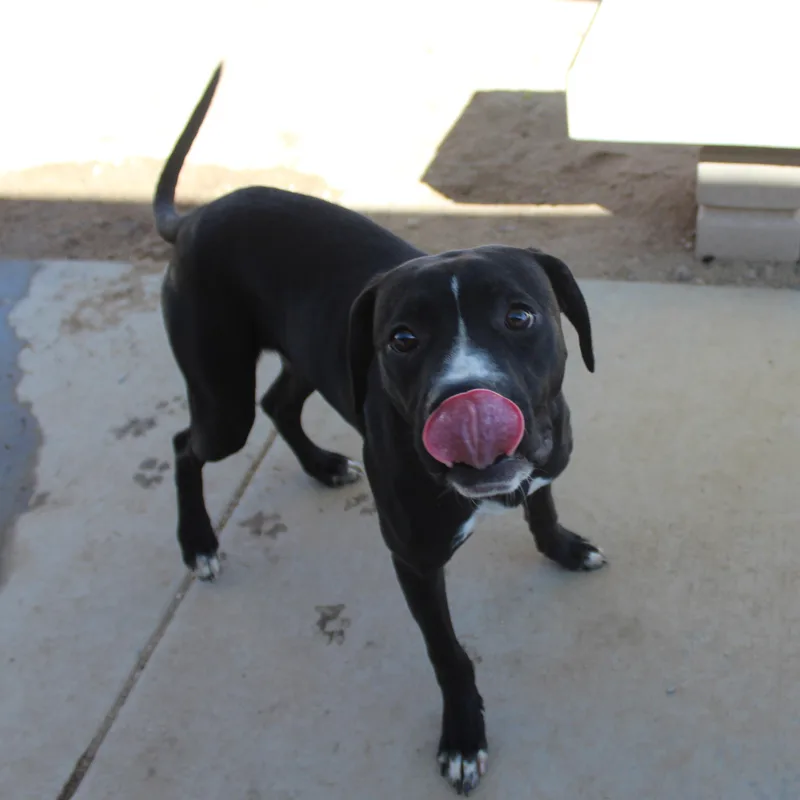 A young large-sized male Pit Bull Terrier dog named Baloo for adoption in Yucca Valley, CA