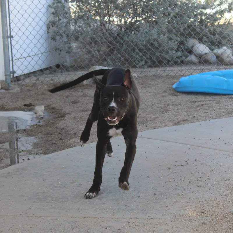 Baloo thumbnail 2