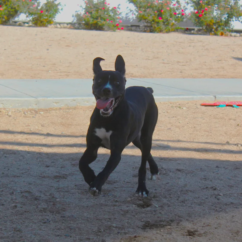 Baloo thumbnail 6