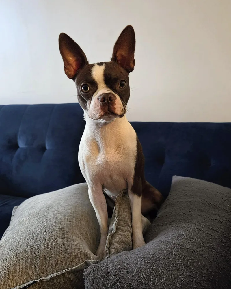 A young small-sized female Brown / Chocolate Boston Terrier dog named Lilly for adoption in Baltimore, MD