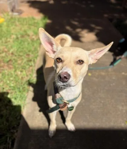 An adult small-sized female Mixed Breed dog named Mimi for adoption in Honolulu, HI