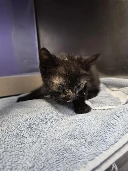 A baby small-sized female Black Domestic Short Hair cat named 61244643 for adoption in El Paso, TX