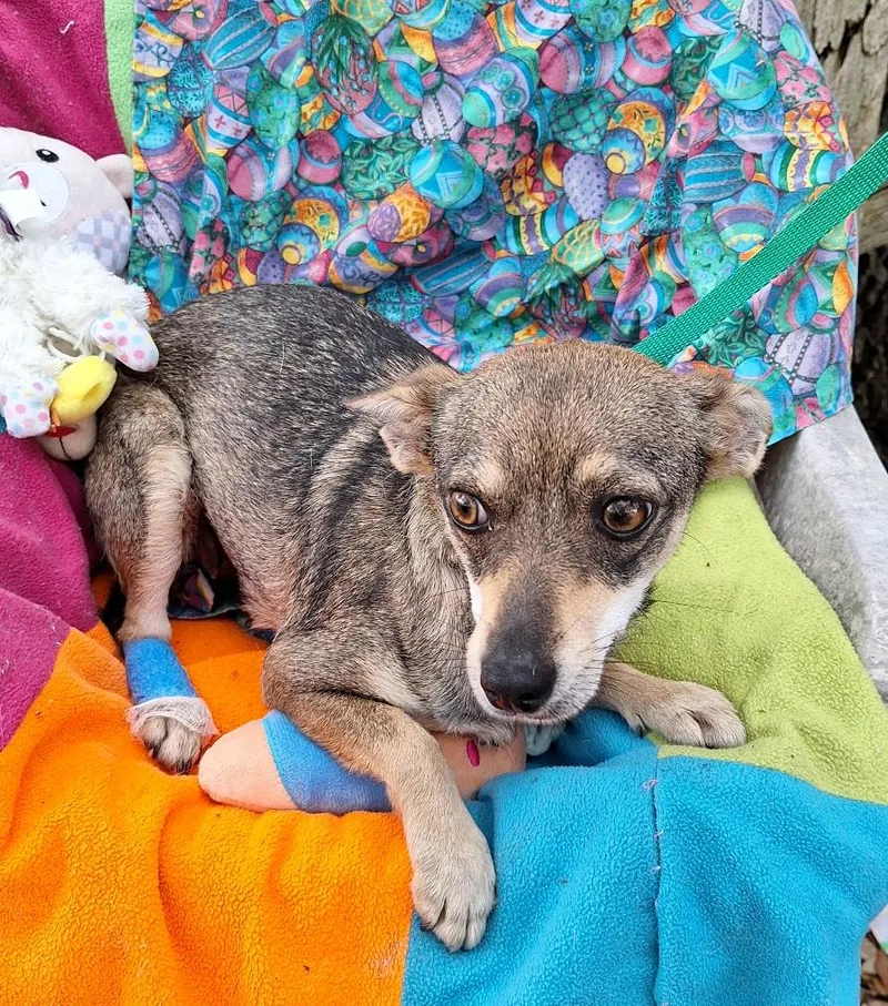 Sarese Wvt thumbnail 3