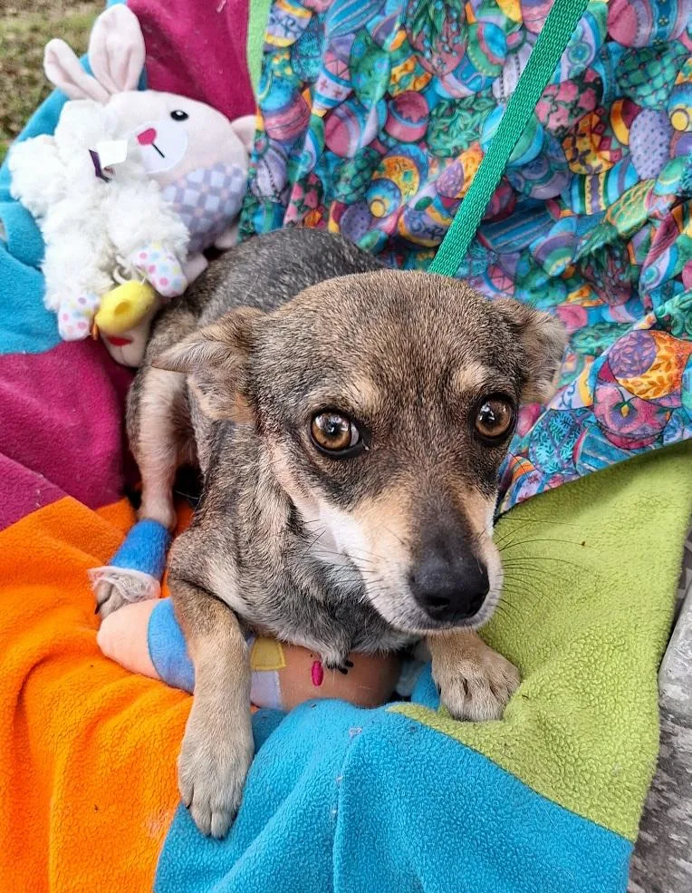 Sarese Wvt thumbnail 4