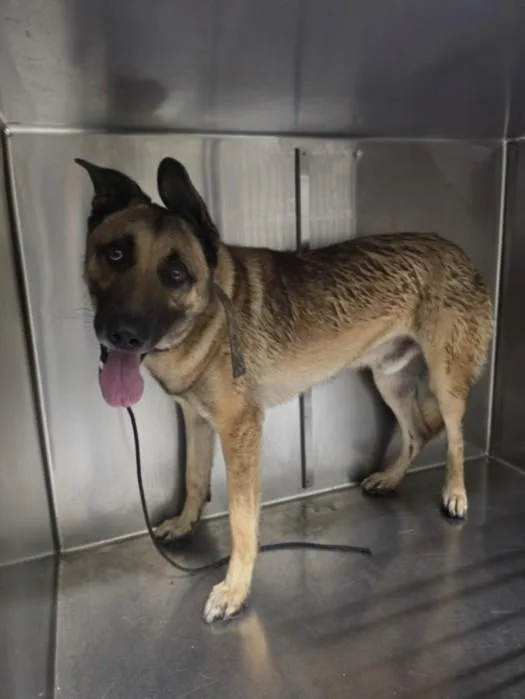 An adult large-sized male German Shepherd Dog dog named Ranger for adoption in Los Angeles, CA