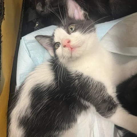 A baby small-sized male White Domestic Short Hair cat named Mushu for adoption in Lake Panasoffkee, FL