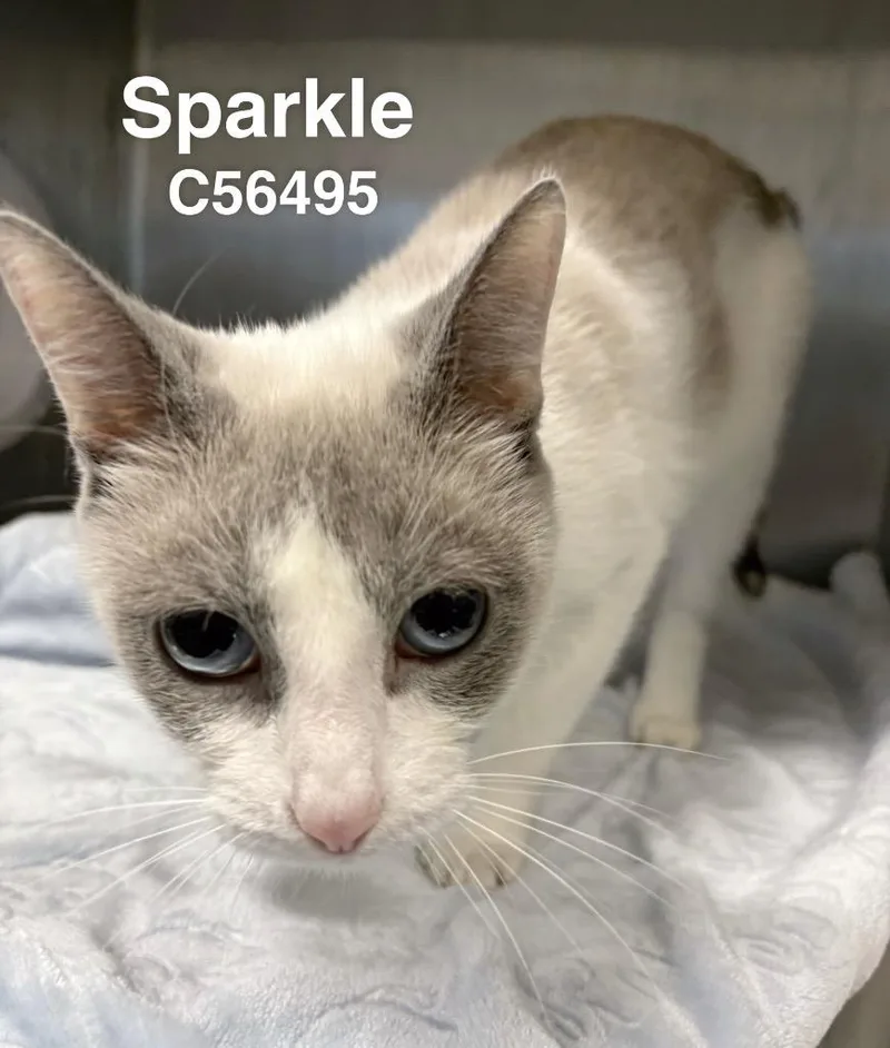 Sparkle thumbnail 2