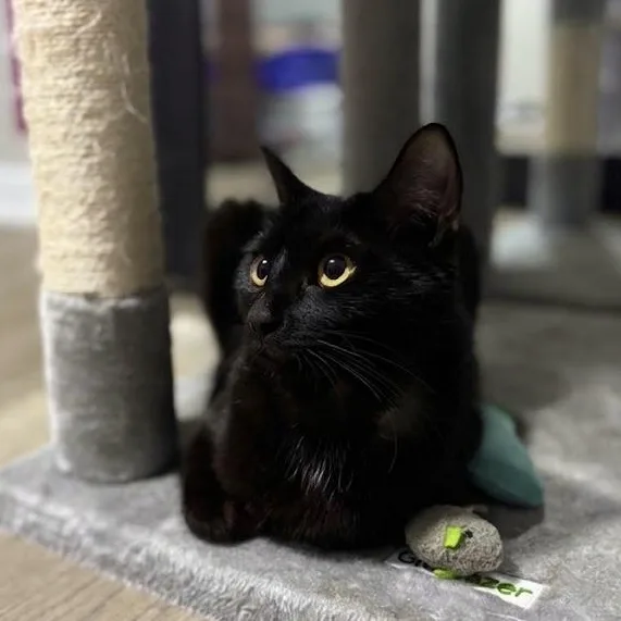 A young medium-sized female Black Domestic Short Hair cat named Cisely for adoption in Richmond, VA
