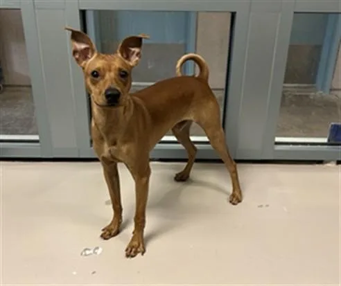 A young medium-sized male Chihuahua dog named Ito for adoption in San Jose, CA