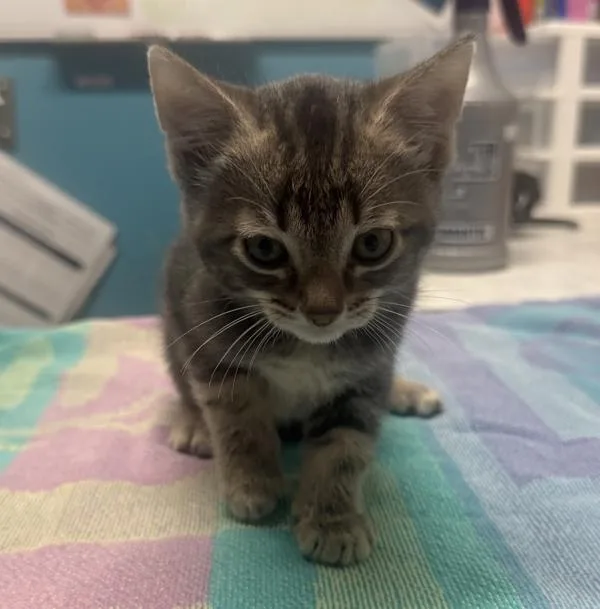 A baby small-sized female Domestic Short Hair cat named Rose for adoption in Escondido, CA