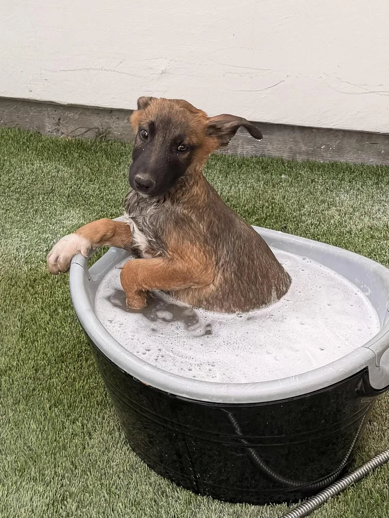 A baby medium-sized male Bicolor Belgian Shepherd / Malinois dog named Gable for adoption in Las Vegas, NV