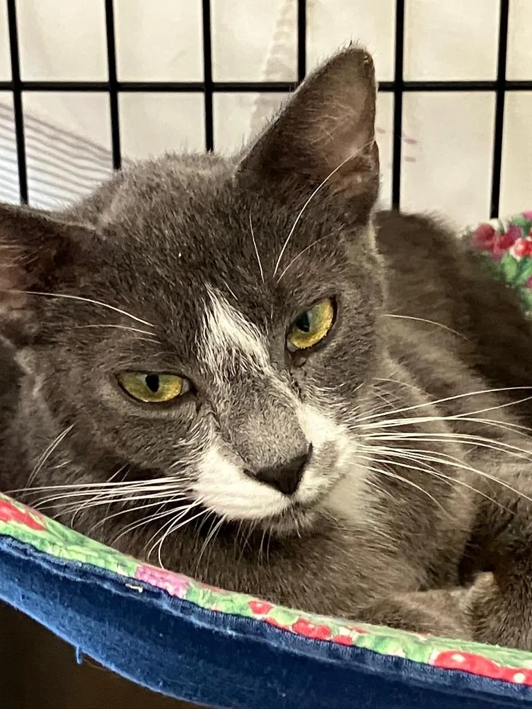 A young medium-sized female Domestic Short Hair cat named Clover for adoption in Lunenburg, MA