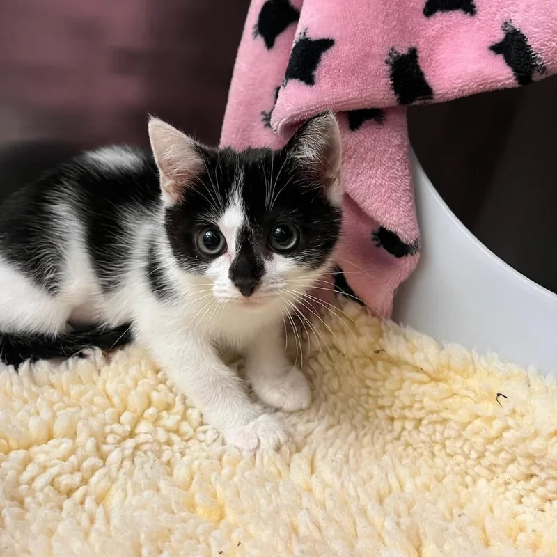 A baby small-sized female White Domestic Short Hair cat named Sugar Cube for adoption in Charlottesville, VA