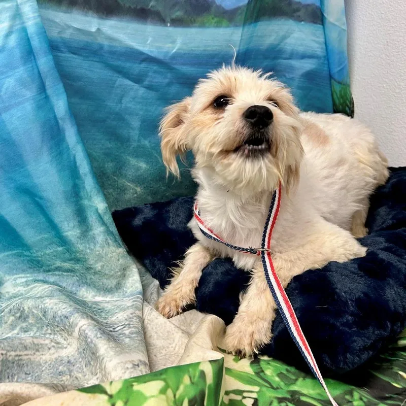 A young small-sized male White / Cream Maltese dog named Bark Wahlberg for adoption in Henderson, NV
