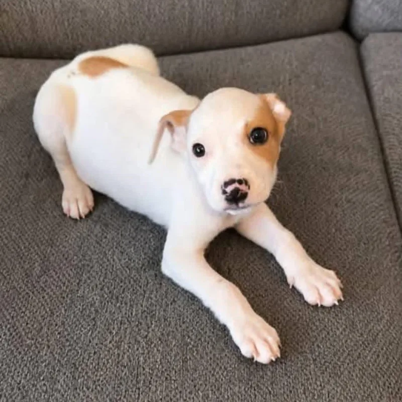 A baby medium-sized male White / Cream Mixed Breed dog named Patches for adoption in Brewton, AL