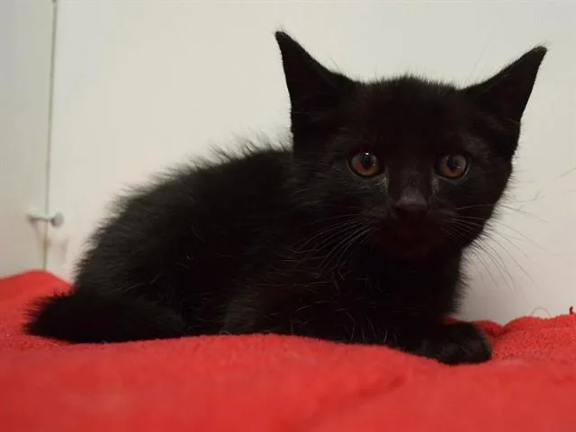 A baby small-sized male Domestic Short Hair cat named Suavecito for adoption in Sacramento, CA