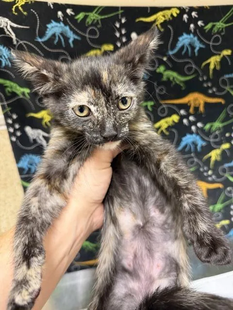 A baby small-sized female Domestic Short Hair cat named Toast for adoption in Riverside, CA