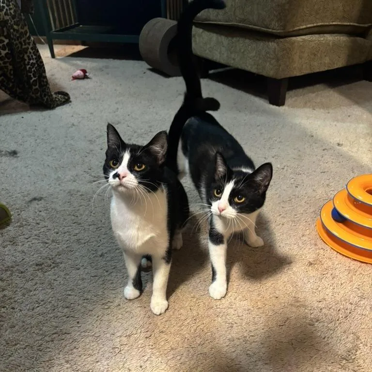 A young small-sized female Domestic Short Hair cat named Martini for adoption in Minneapolis, MN