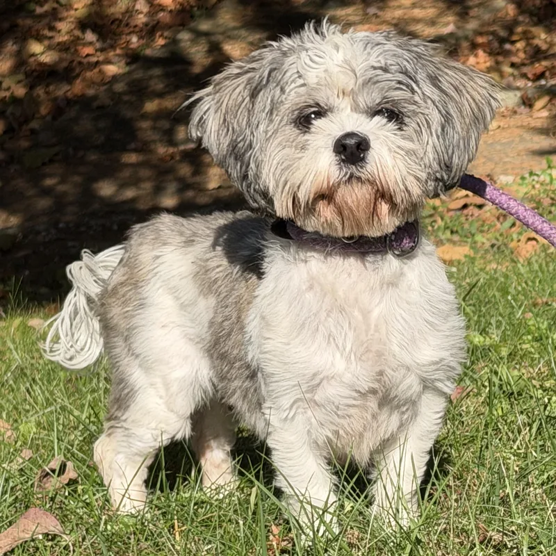 An adult small-sized female White / Cream Shih Tzu dog named Della for adoption in Latrobe, PA