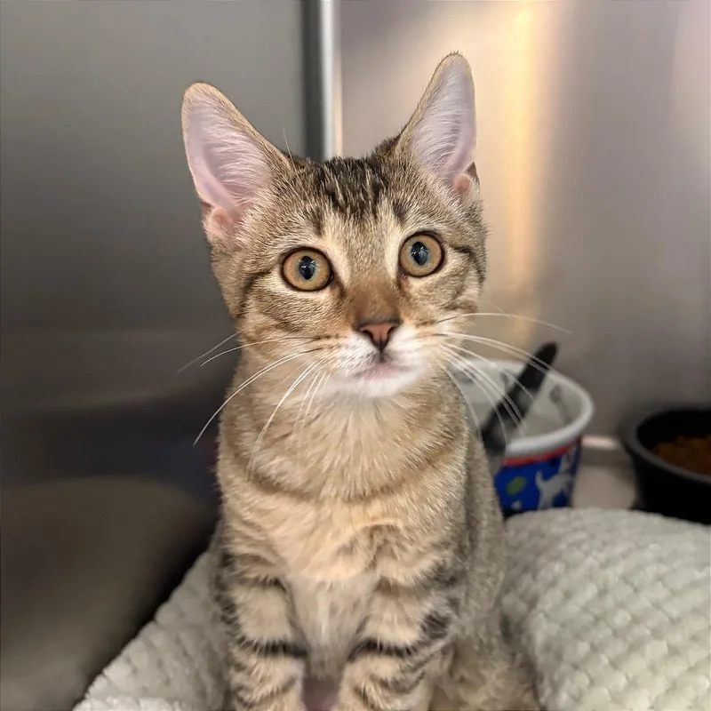 A baby small-sized female Domestic Short Hair cat named Hope for adoption in Fort Lauderdale, FL
