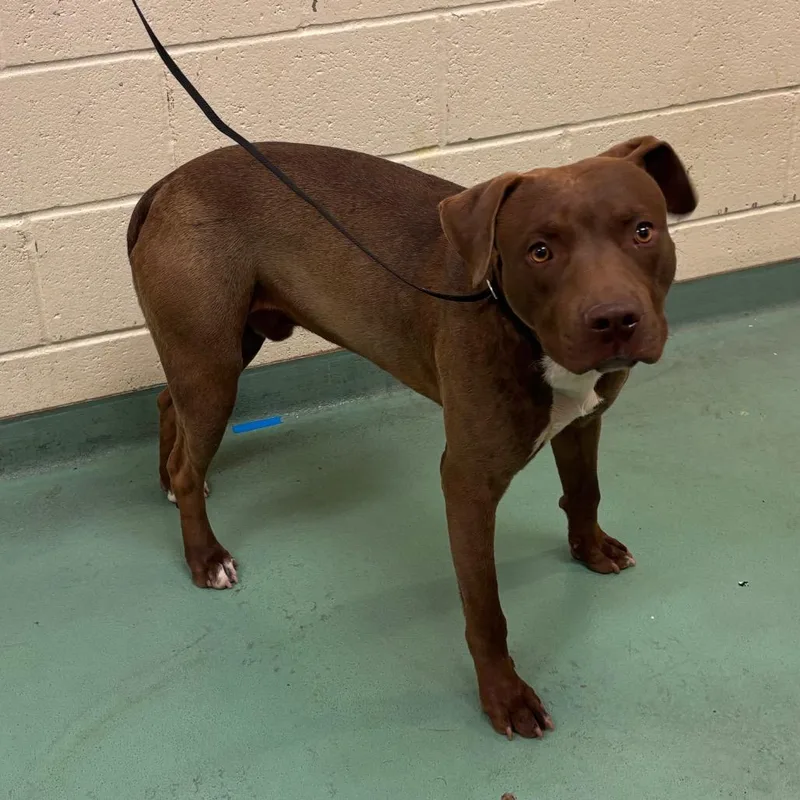 A young medium-sized male Brown / Chocolate Mixed Breed dog named Mylo for adoption in Memphis, TN