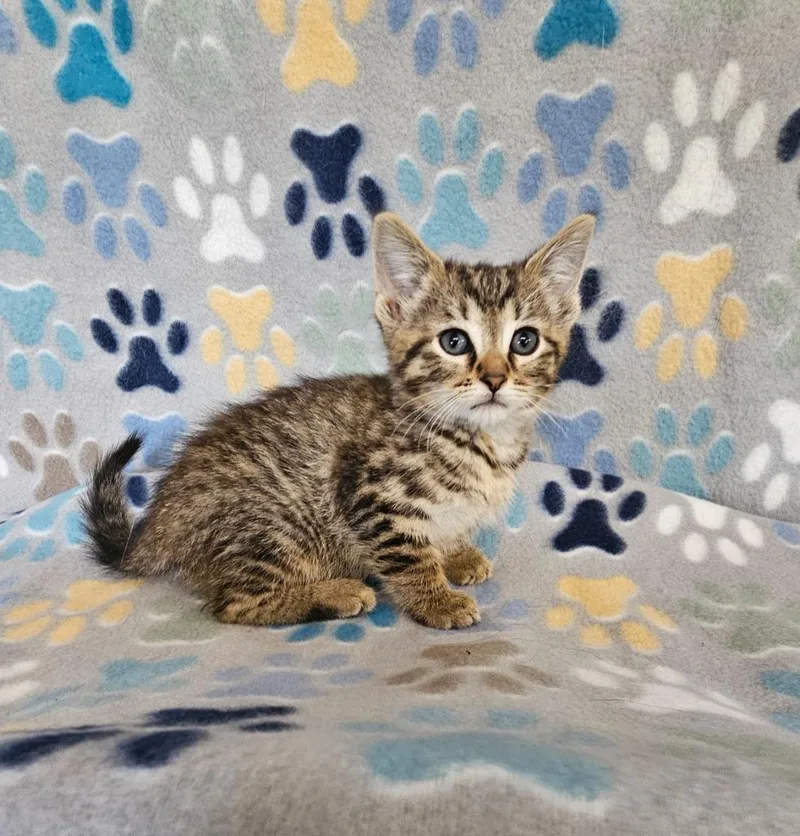 A baby medium-sized female Domestic Short Hair cat named Donna for adoption in Wabash, IN