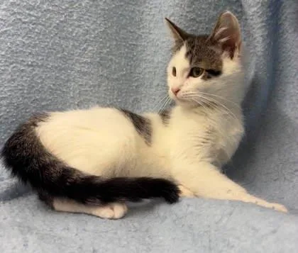 A baby small-sized male Domestic Short Hair cat named Zeus for adoption in McCook, NE