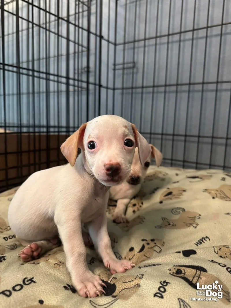 A baby small-sized female Chihuahua dog named Cani for adoption in Washington, DC
