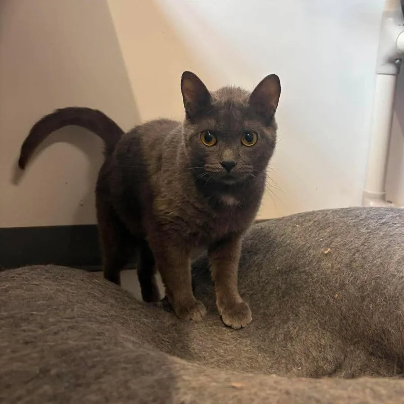 An adult medium-sized female Gray / Blue / Silver Domestic Short Hair cat named Perla ARC for adoption in Akron, NY