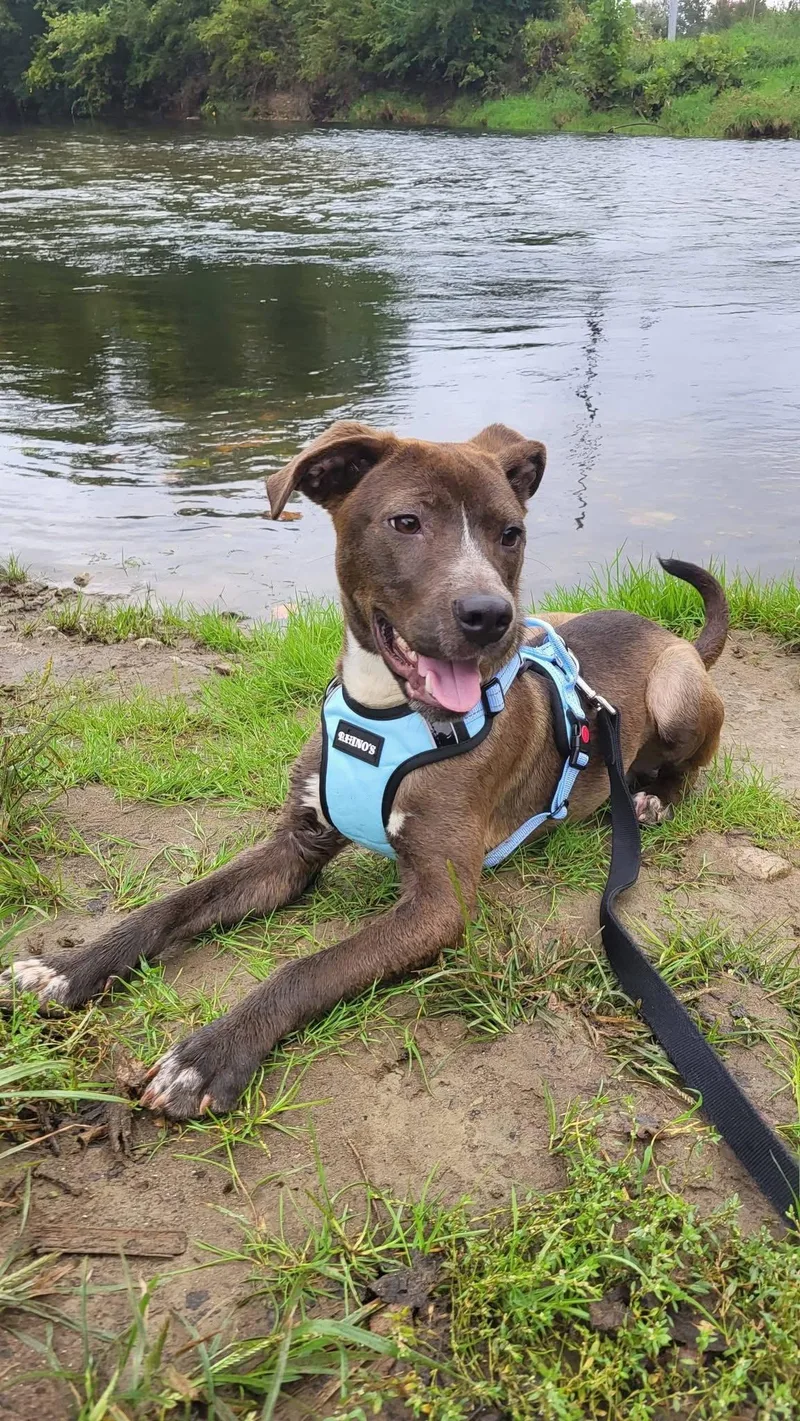An adult medium-sized male Pit Bull Terrier dog named Zable for adoption in Germantown, OH