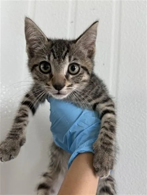 A baby small-sized male Domestic Short Hair cat named Chuckie for adoption in San Bernardino, CA