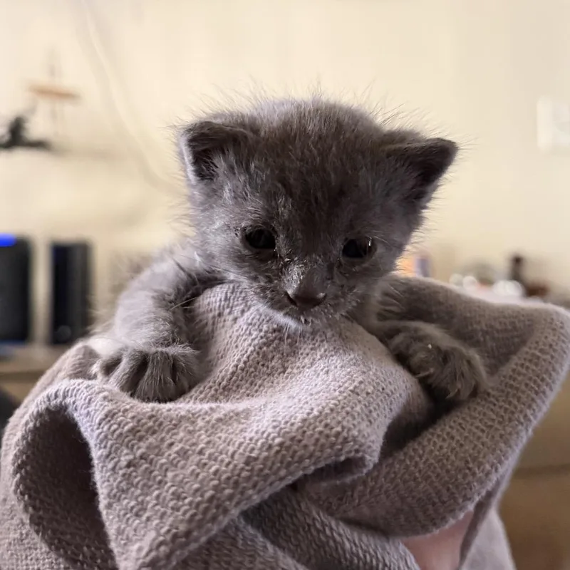 A baby small-sized female Gray / Blue / Silver Domestic Short Hair cat named Mazzy for adoption in Los Angeles, CA