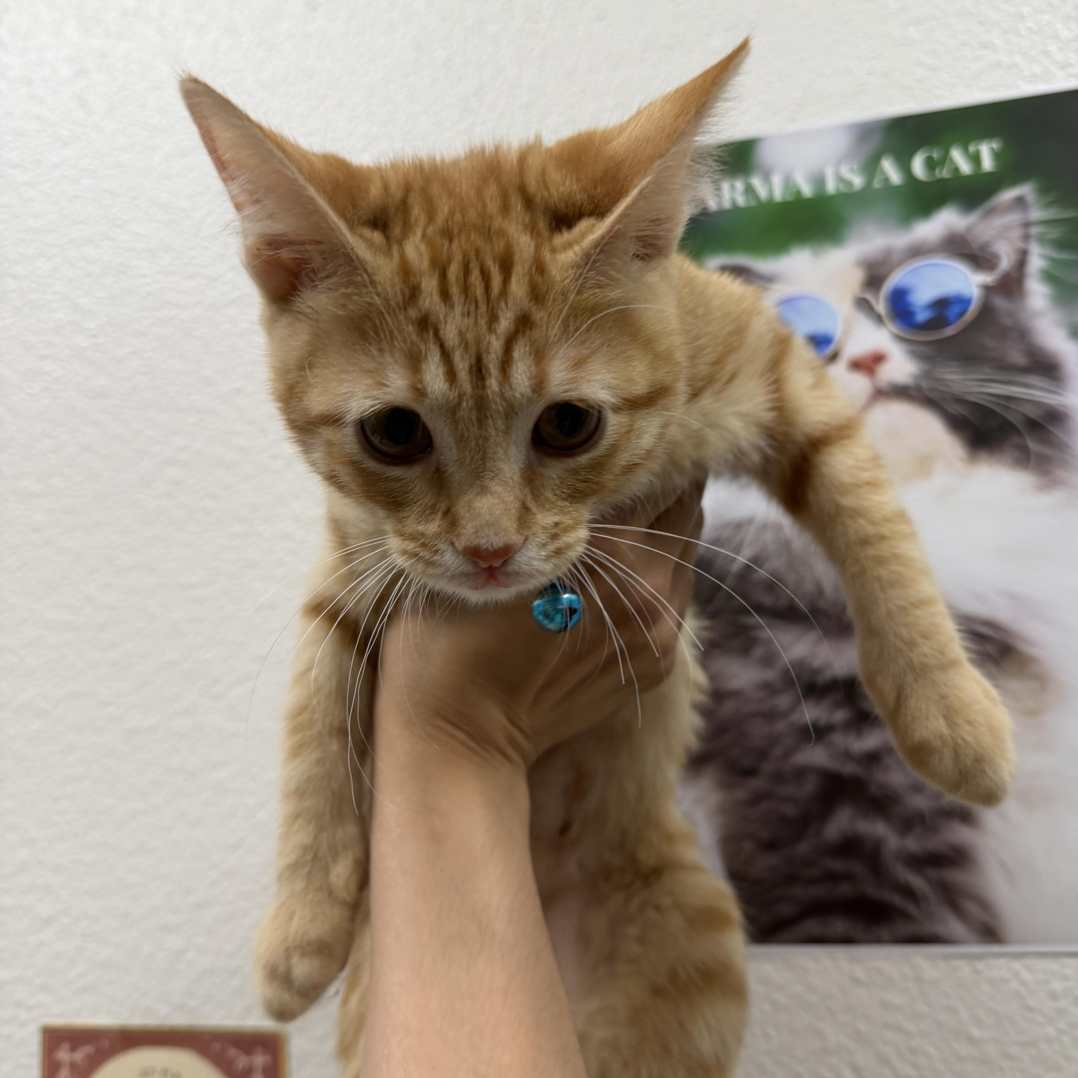 A baby small-sized female Orange / Red Domestic Short Hair cat named Marcille for adoption in Chandler, AZ