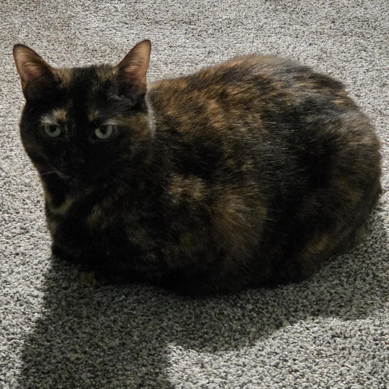 An adult medium-sized female Tortoiseshell Domestic Short Hair cat named Luna Courtesy listed for adoption in Midland, MI