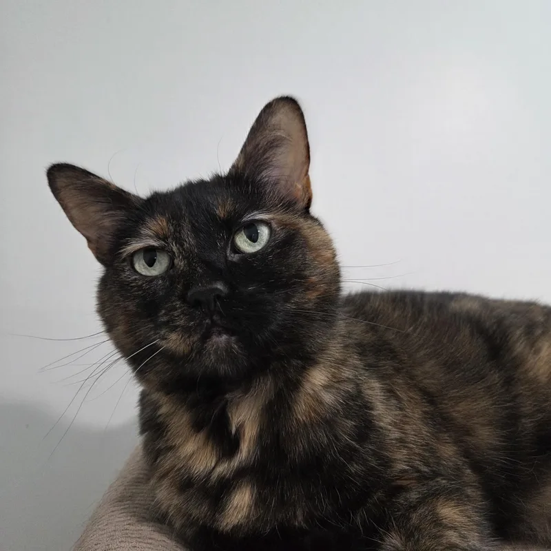 Luna Courtesy listed thumbnail 2