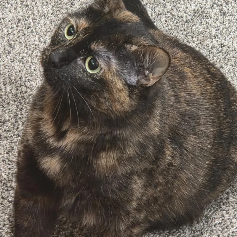 Luna Courtesy listed thumbnail 3