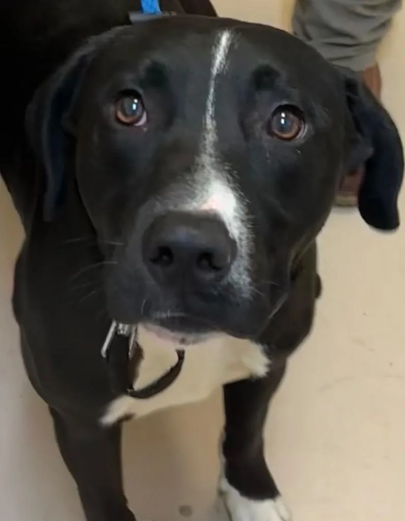 A young large-sized male Pit Bull Terrier dog named Flint for adoption in Elizabethton, TN