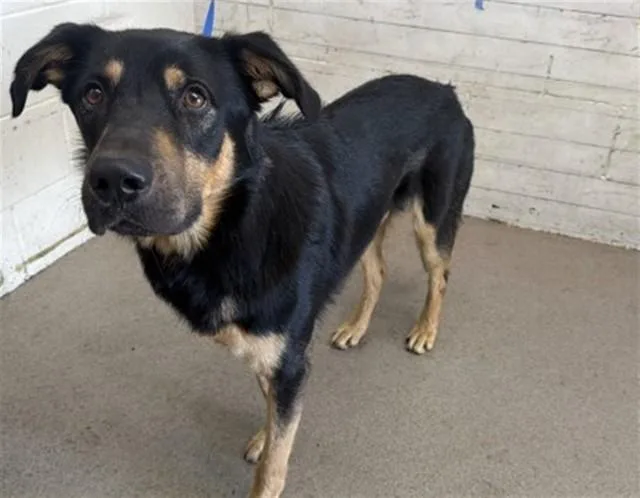 A young medium-sized male German Shepherd Dog dog named Nacho for adoption in San Bernardino, CA