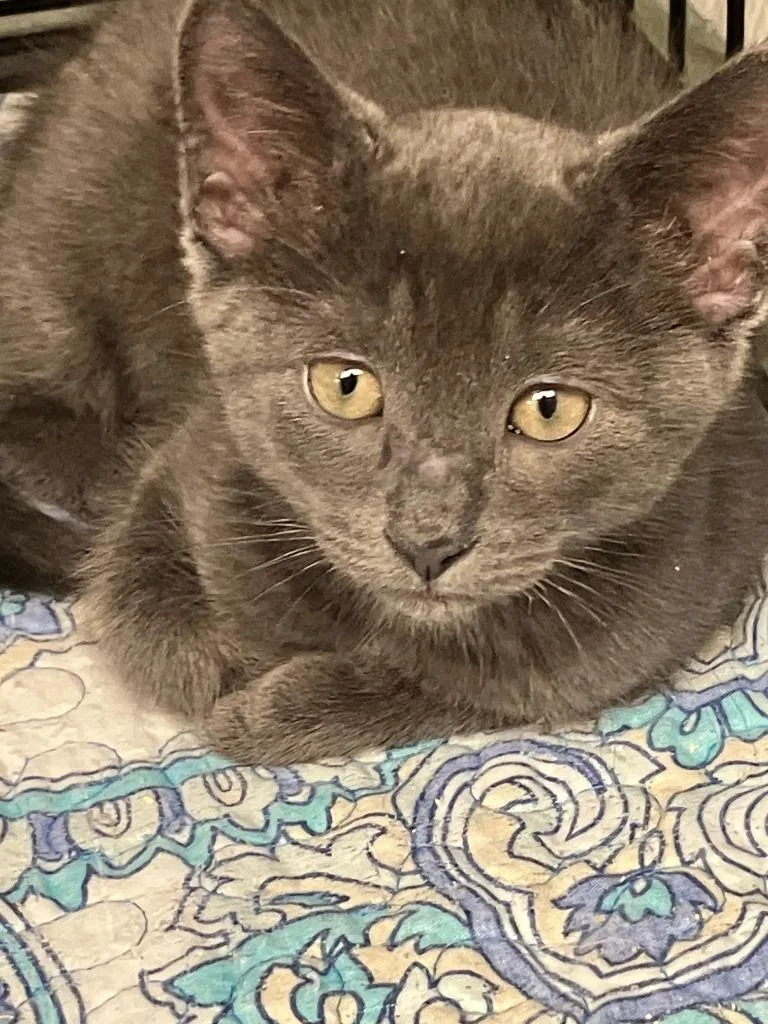 A baby small-sized male Russian Blue cat named Otto for adoption in Lunenburg, MA