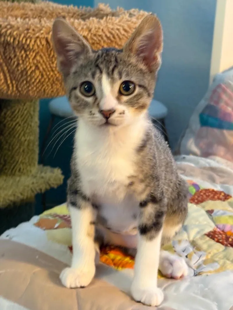 A baby medium-sized male Domestic Short Hair cat named Bruh for adoption in Antioch, CA