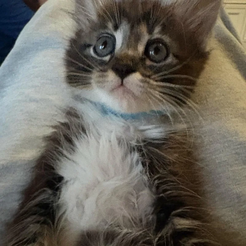 A baby small-sized male Domestic Medium Hair cat named Opposite for adoption in Westminster, CA