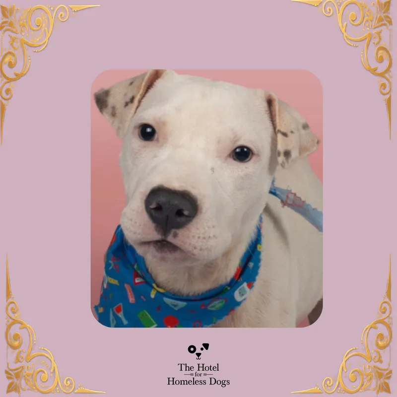 A baby medium-sized female White / Cream Mixed Breed dog named Ruby for adoption in Cumberland, RI