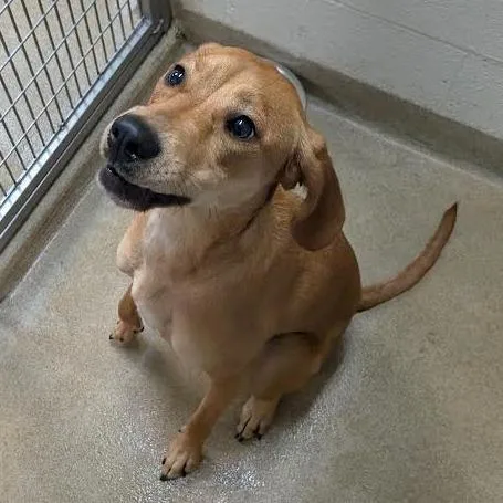 An adult medium-sized female Golden Hound dog named Elise for adoption in Kansas City, KS